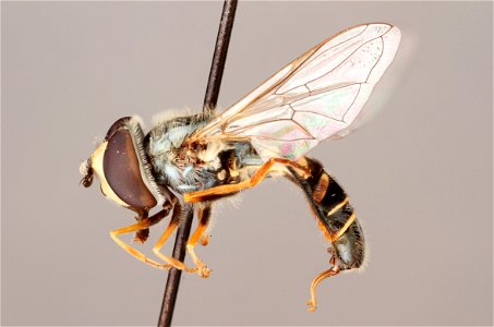 Side view of Eupeodes volucris