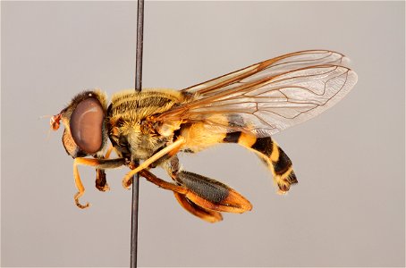 Side view of Helophilus fasciatus