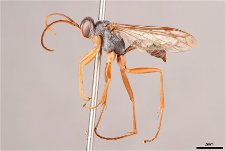 Spider wasp male (Pompilidae, Auplopus flavicoxae)
