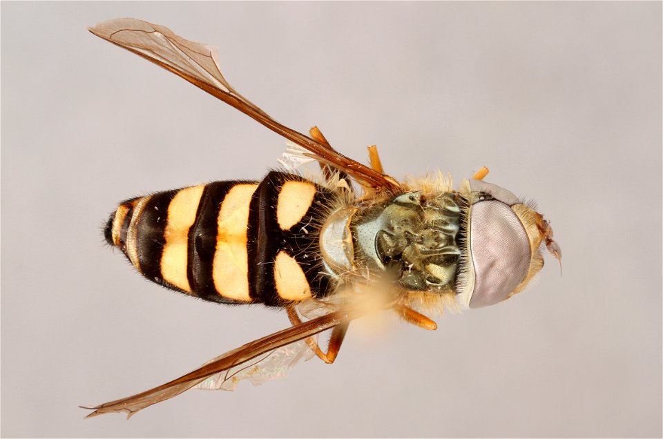 Top view of Eupeodes americanus