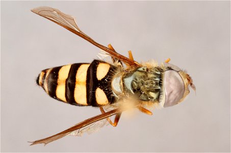 Top view of Eupeodes americanus