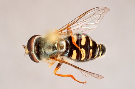 Top view of Eupeodes volucris