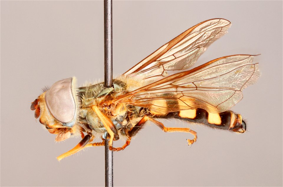 Side view of Eupeodes americanus
