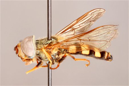 Side view of Eupeodes americanus