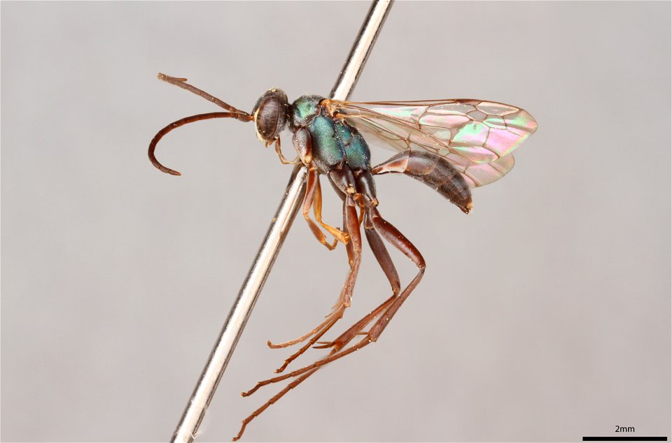 Spider wasp male (Pompilidae, Auplopus caerulescens)