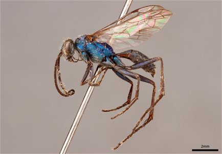 Spider wasp male (Pompilidae, Auplopus architectus)