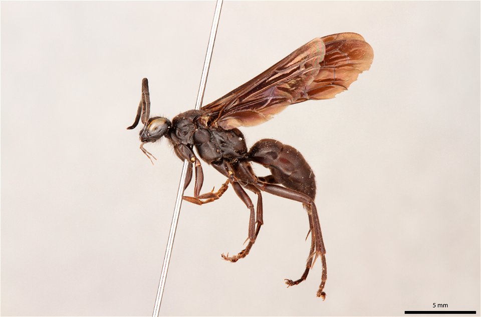 Spider wasp male (Pompilidae, Calopompilus feroculis)