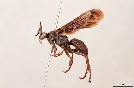 Spider wasp male (Pompilidae, Calopompilus feroculis)