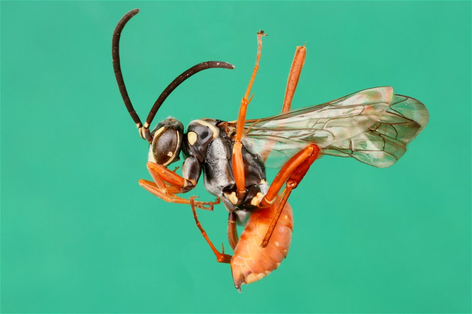 Spider wasp female (Pompilidae, Ceropales cubensis)
