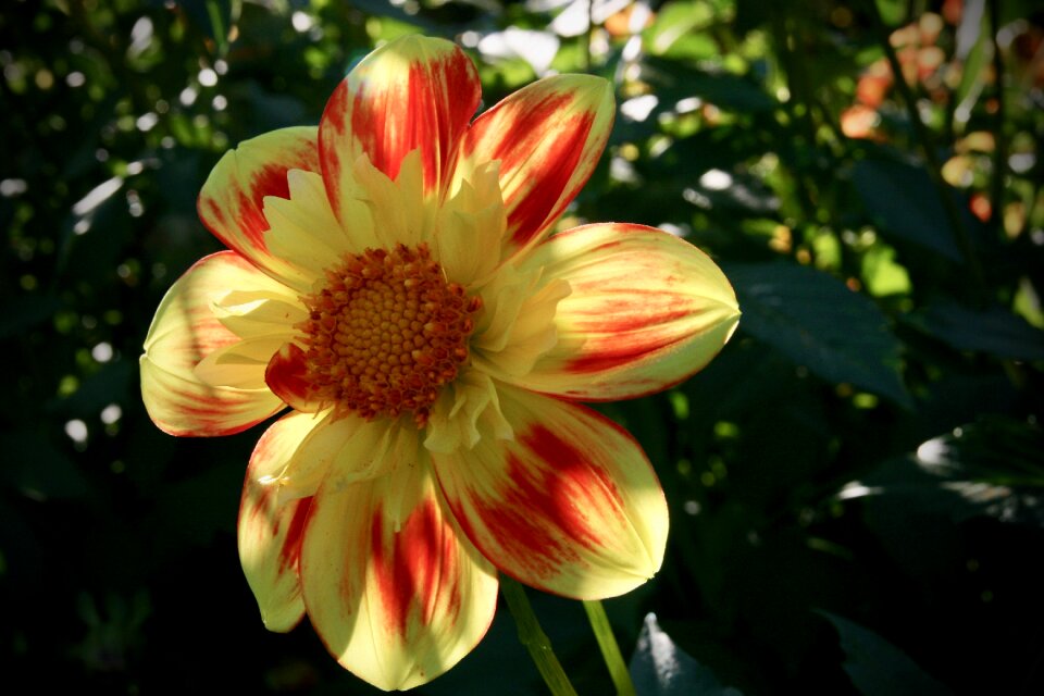Orange yellow petals