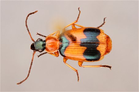 Lebia pulchella