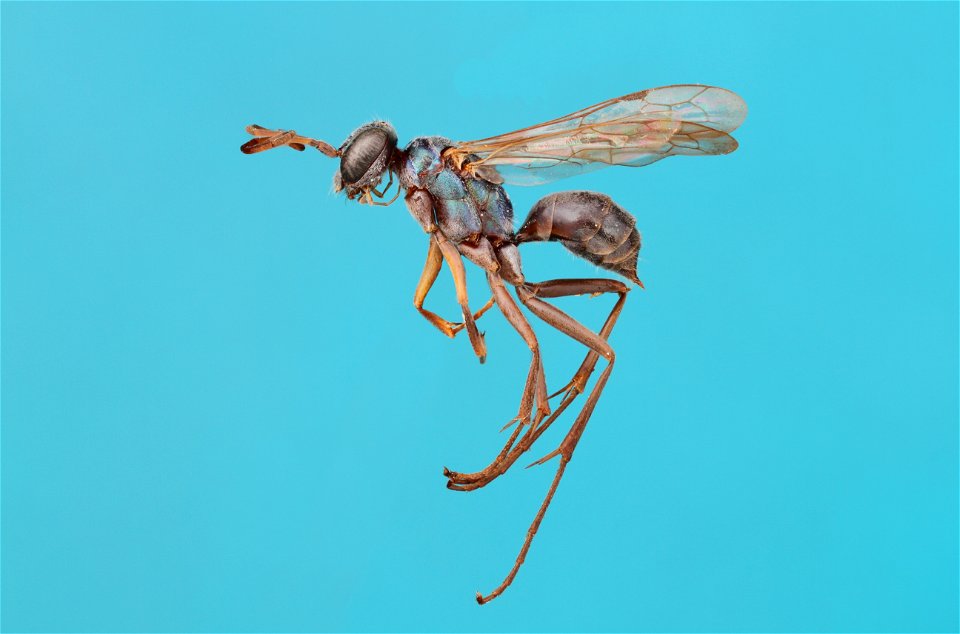 Spider wasp female (Pompilidae, Auplopus caerulescens)