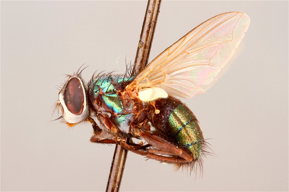 Lucilia cuprina