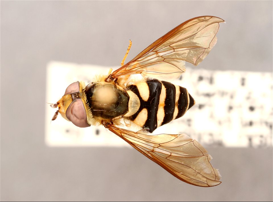 Top view of Syrphus sp.