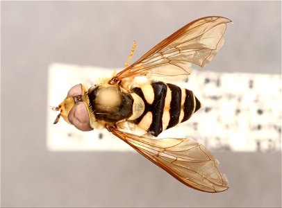 Top view of Syrphus sp. photo