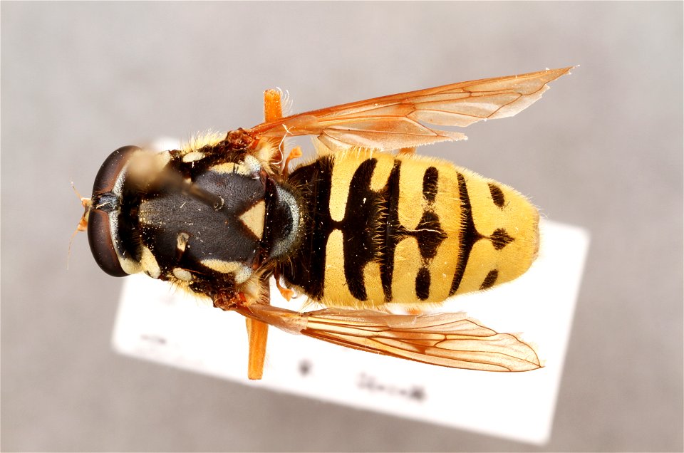 Top view of Temnostoma sp.