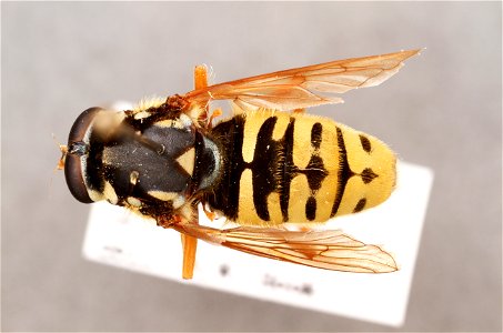 Top view of Temnostoma sp. photo