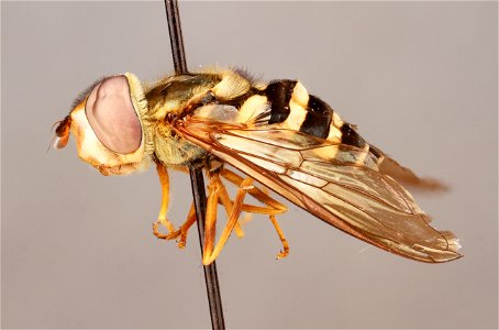 Side view of Syrphus sp. photo