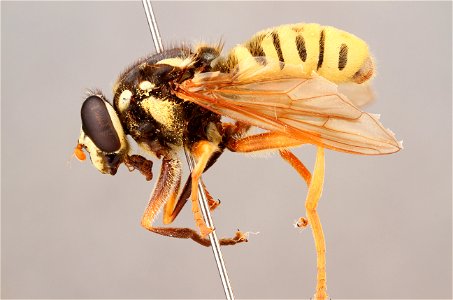Side view of Temnostoma sp.