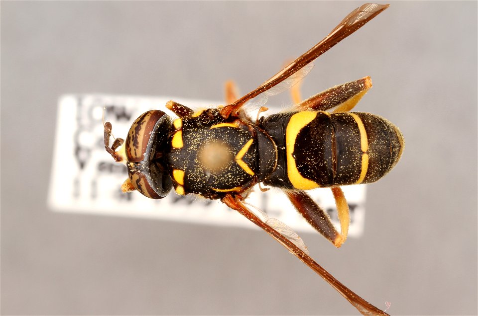 Top view of Spilomyia sayi