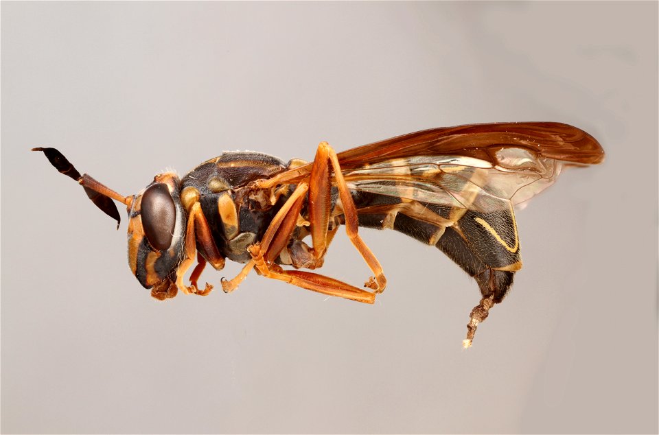 Side view of Sphinximorpha willistoni