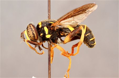 Side view of Spilomyia sayi photo