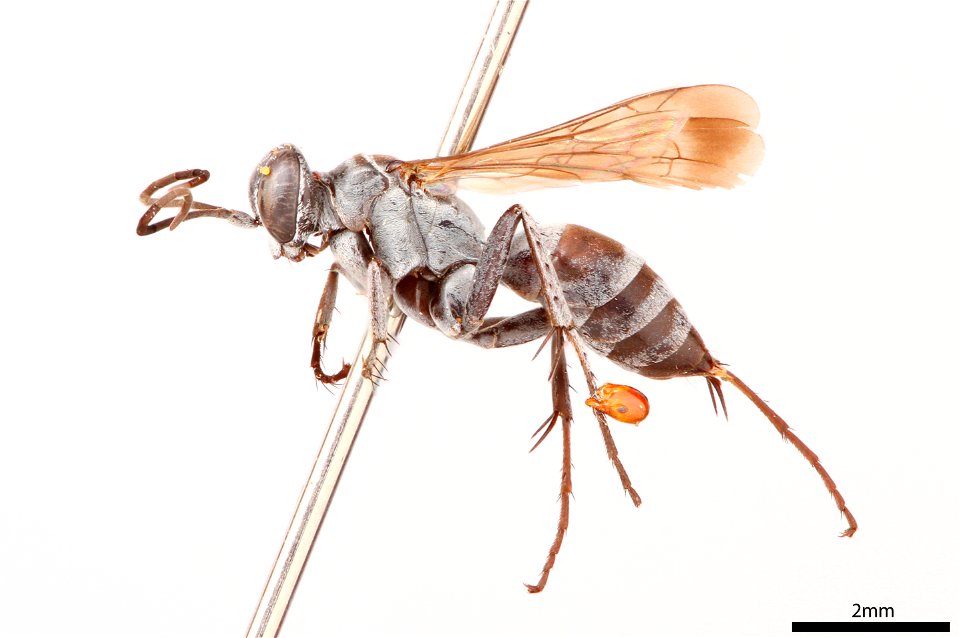 Spider wasp female (Pompilidae, Aporinellus basalis)
