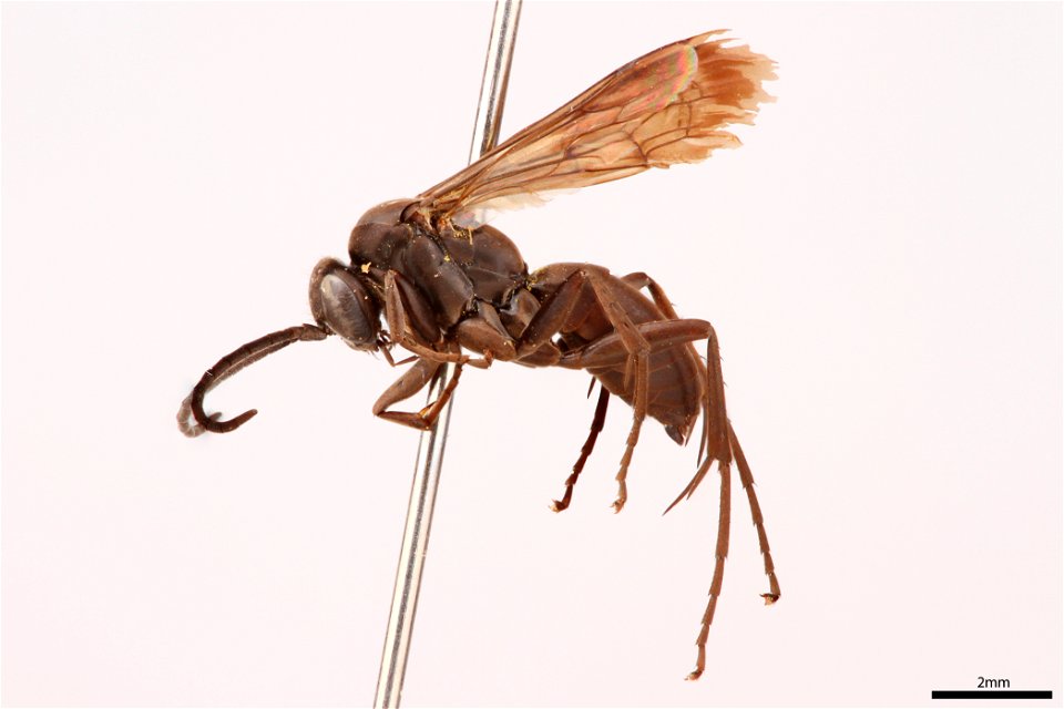 Spider wasp male (Pompilidae, Anoplochares apicatus)