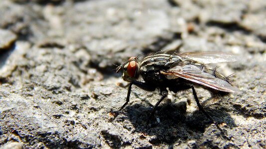 Insect little macro