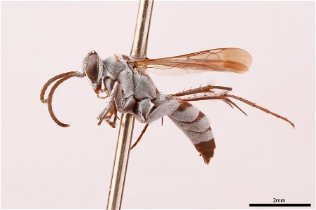 Spider wasp male (Pompilidae, Aporinellus basalis)