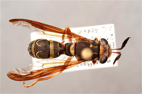 Top view of Sphinximorpha willistoni