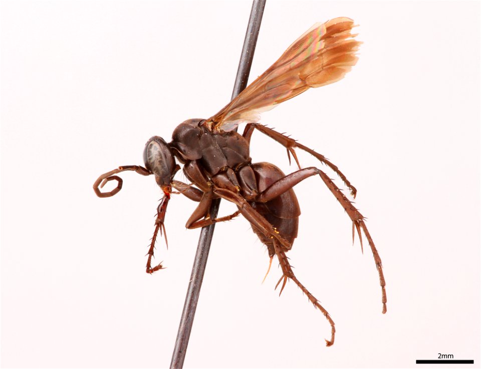 Spider wasp female (Pompilidae, Anoplius subcylindricus)