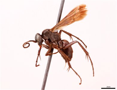Spider wasp female (Pompilidae, Anoplius subcylindricus)