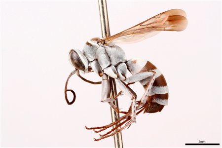 Spider wasp female (Pompilidae, Aporinellus completes)