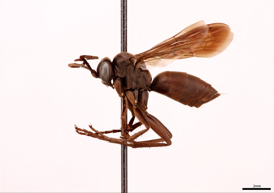 Spider wasp female (Pompilidae, Anoplochares apicatus)