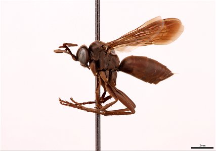 Spider wasp female (Pompilidae, Anoplochares apicatus)