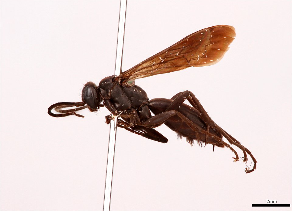 Spider wasp male (Pompilidae, Anoplius toluca)