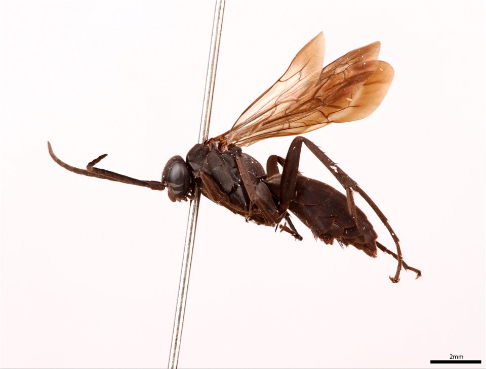 Spider wasp male (Pompilidae, Anoplius ventralis)