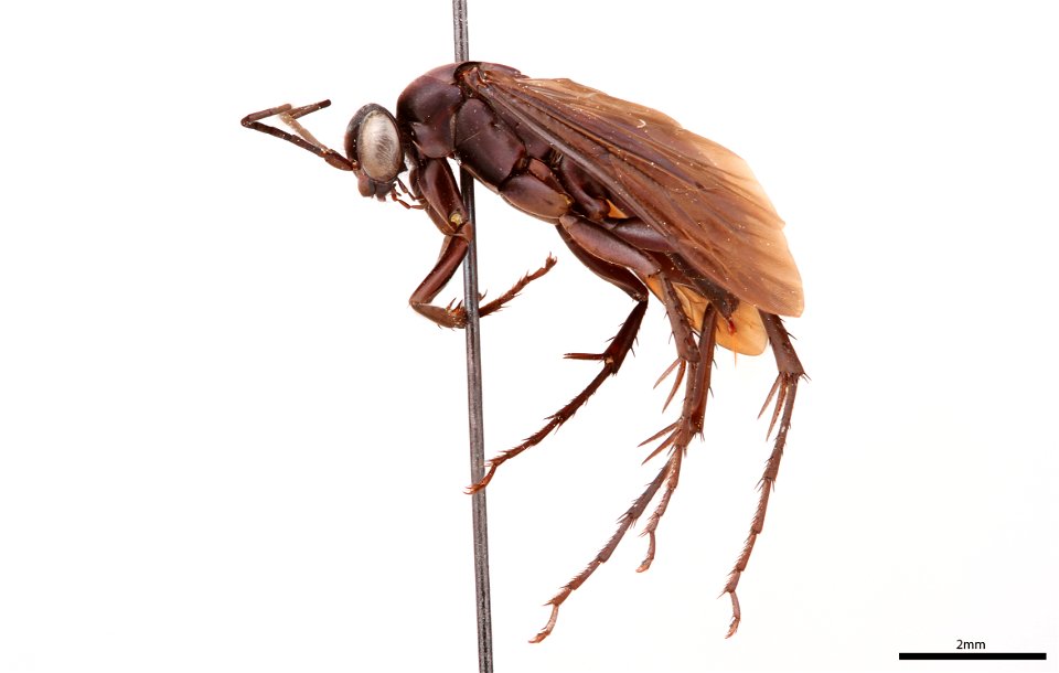 Spider wasp female (Pompilidae, Anoplius xerophilus)