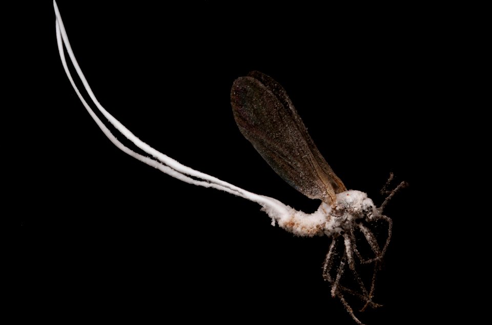 Male Scale Insect (Hemiptera, Sternorrhyncha, Coccoidea)