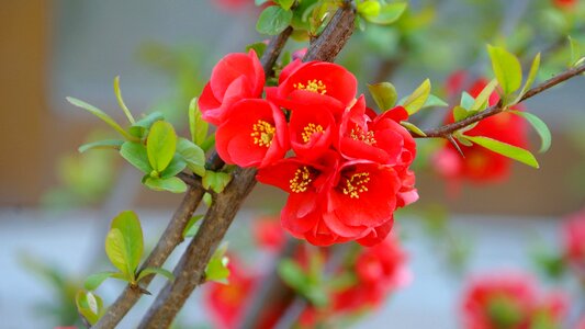 Spring flowers nature beautiful