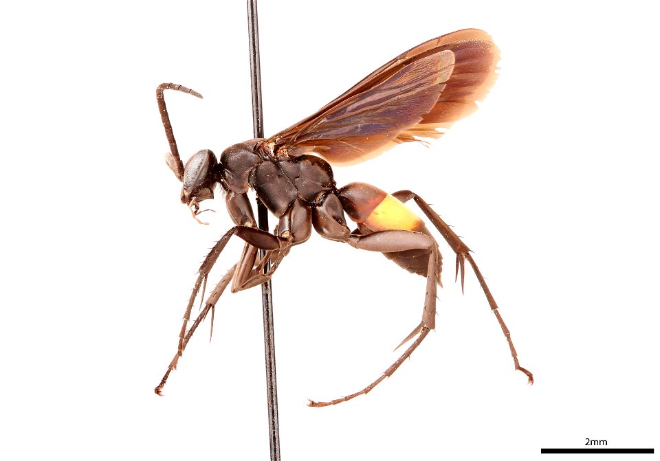 Spider wasp male (Pompilidae, Anoplius semicinctus)
