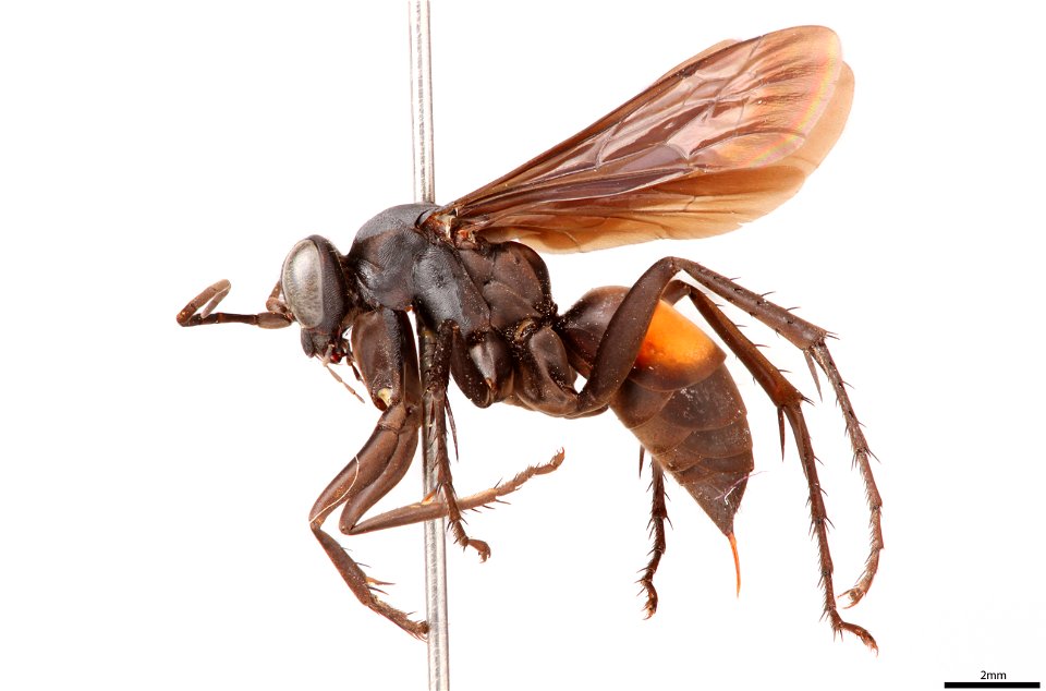 Spider wasp female (Pompilidae, Anoplius semicinctus)
