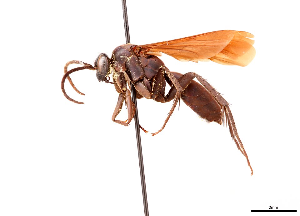 Spider wasp male (Pompilidae, Anoplius relativus)