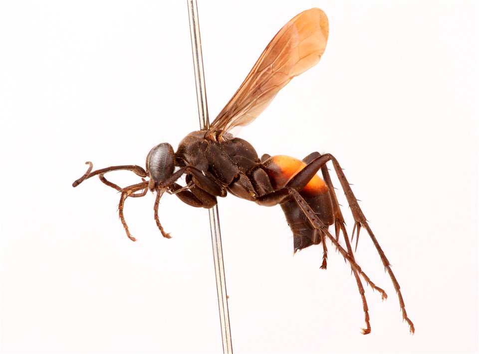 Spider wasp female (Pompilidae, Anoplius splendens)