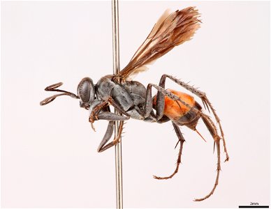 Spider wasp female (Pompilidae, Anoplius semirufus)