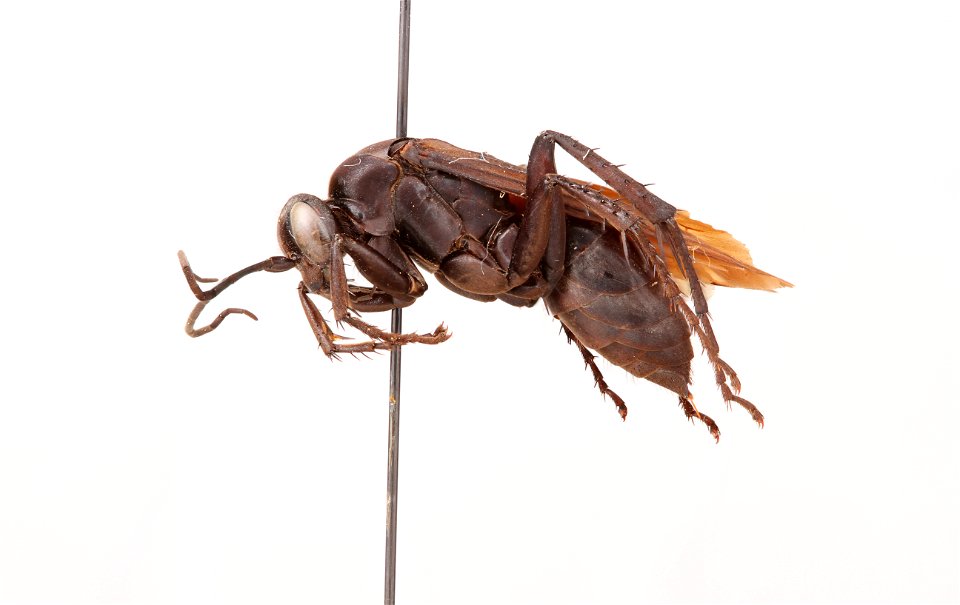 Spider wasp female (Pompilidae, Anoplius relativus)