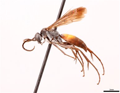 Spider wasp male (Pompilidae, Anoplius splendens)