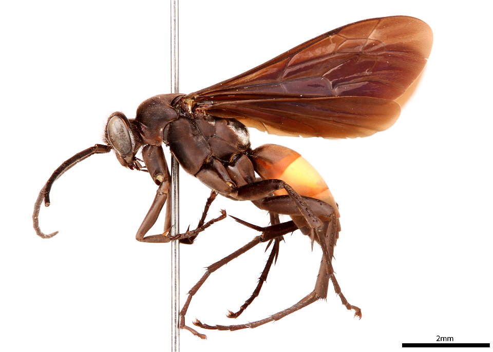 Spider wasp male (Pompilidae, Anoplius marginalis)