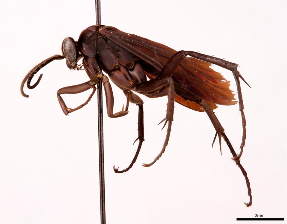 Spider wasp male (Pompilidae, Anoplius lepidus)